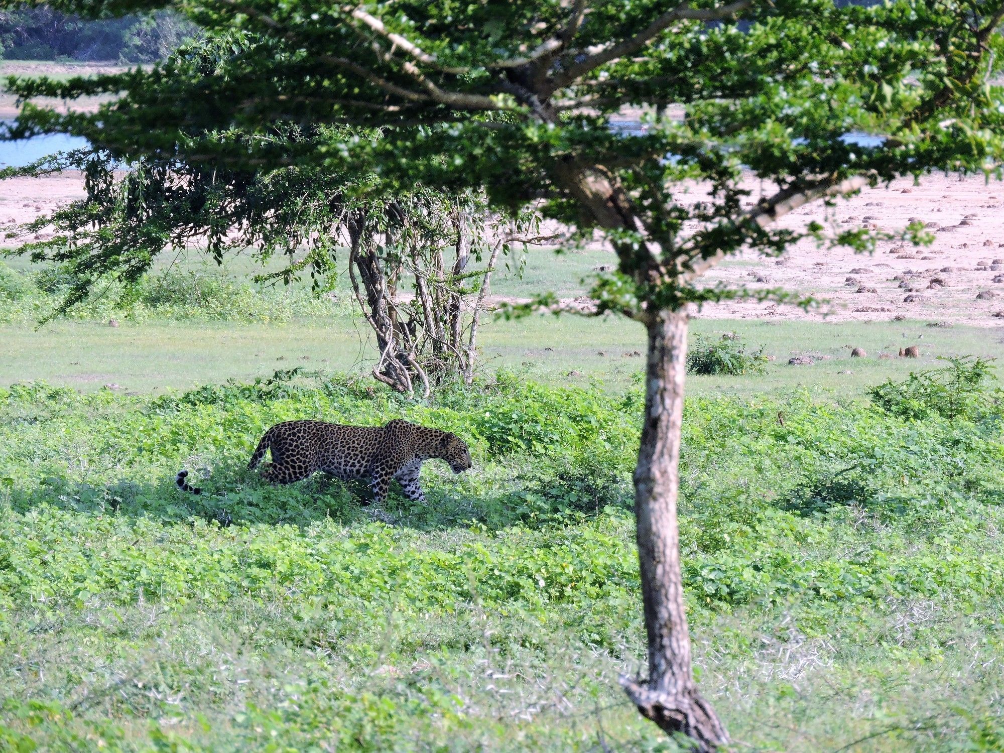 Hotel Yakaduru Safari Camp Yala - Sri Lanka Kirinda  Exterior foto